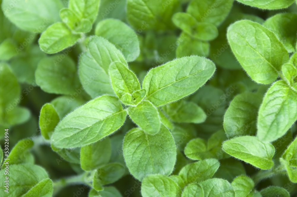 Growing mint leaves