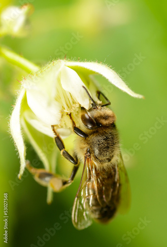 bee on flower of raspberry
