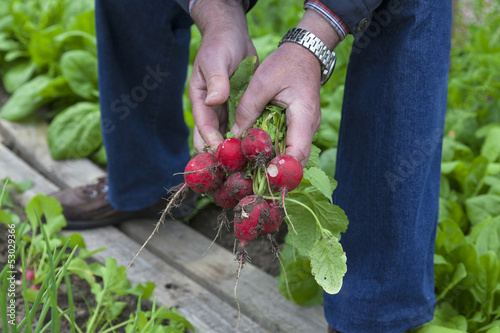 Gärtner erntet Radieschen photo