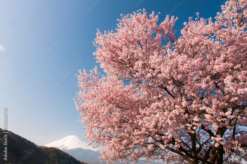 河口湖の桜と富士山 河口湖の桜と富士山