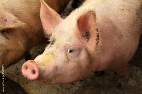 Fotografie, Obraz live pigs in a farm, north china
