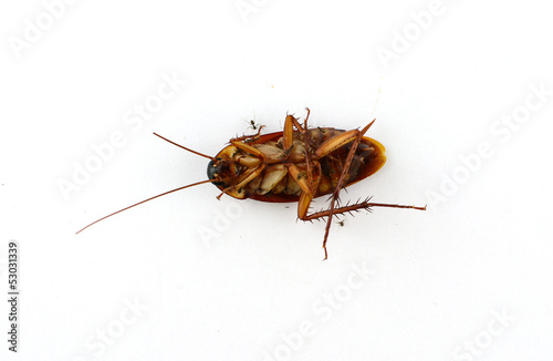 Dead cockroach © Johnstocker