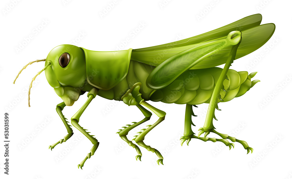 Fototapeta premium Grasshopper