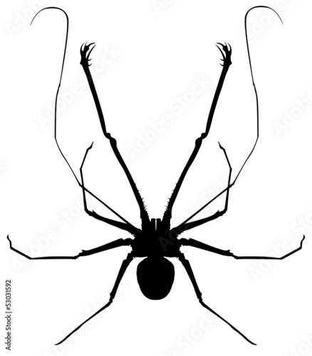 A whip spider