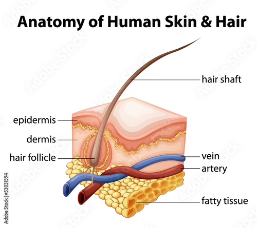 Anatomy of Human Skin and Hair