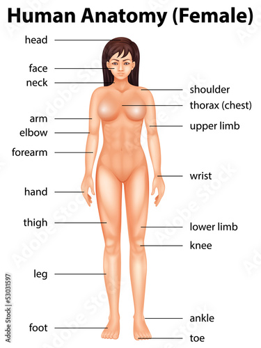 Human body parts