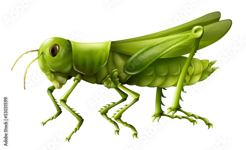 Photographie Grasshopper