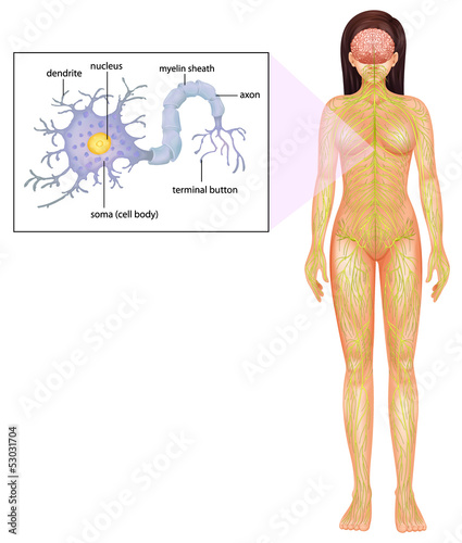 Female Neuron