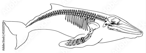 Skeleton of a whale