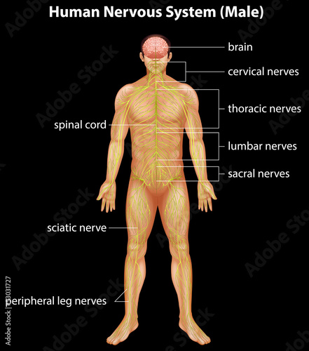 Human nervous system