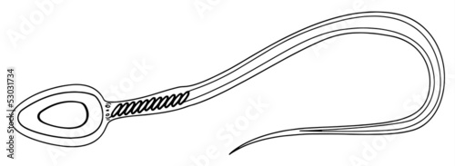 Sperm cell