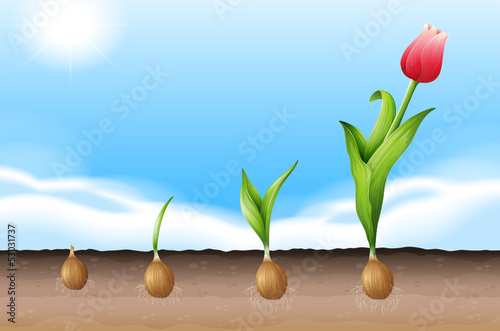 A tulip