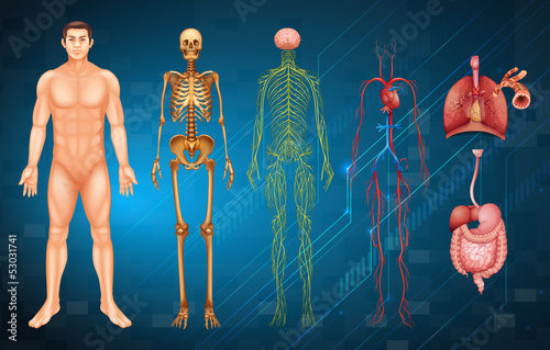 Human body systems