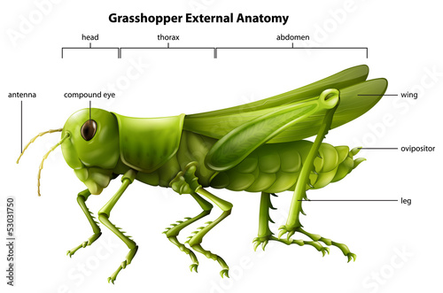 Valokuva External anatomy of a grasshopper