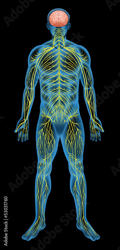 Human nervous system