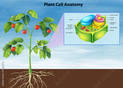 Anatomy of the plant cell photo