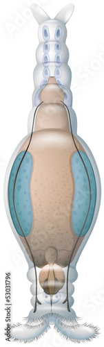 Rotifer