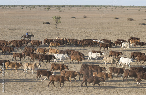cattle muster on the Birdsville track