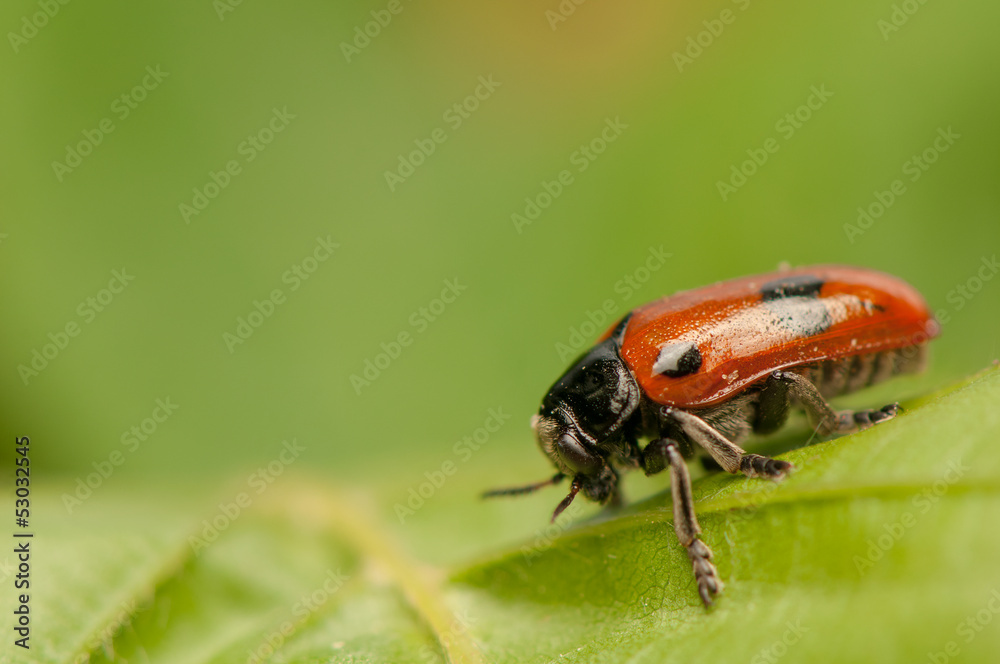 Clytra laeviuscula Clytra laeviuscula