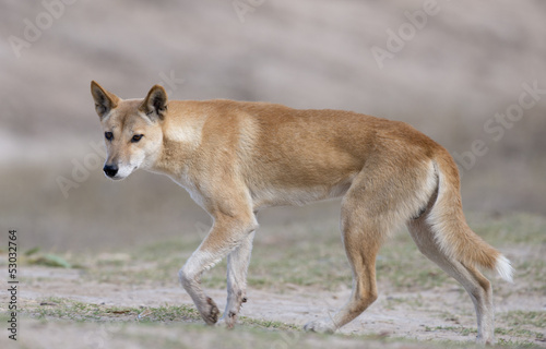Australian dingo photo