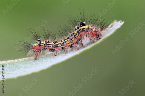 butterfly larva on a leaf looks very terrible © zhang yongxin