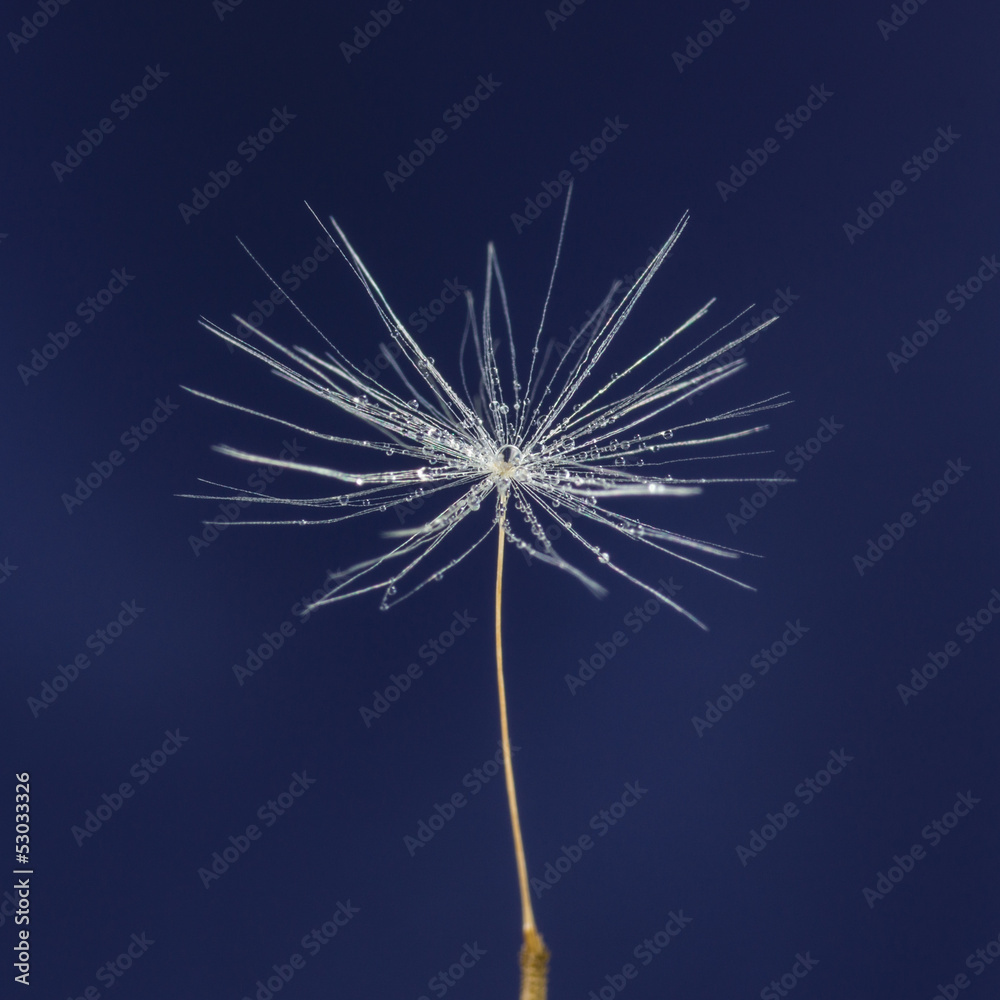 Fototapeta premium single dandelion seed with drops