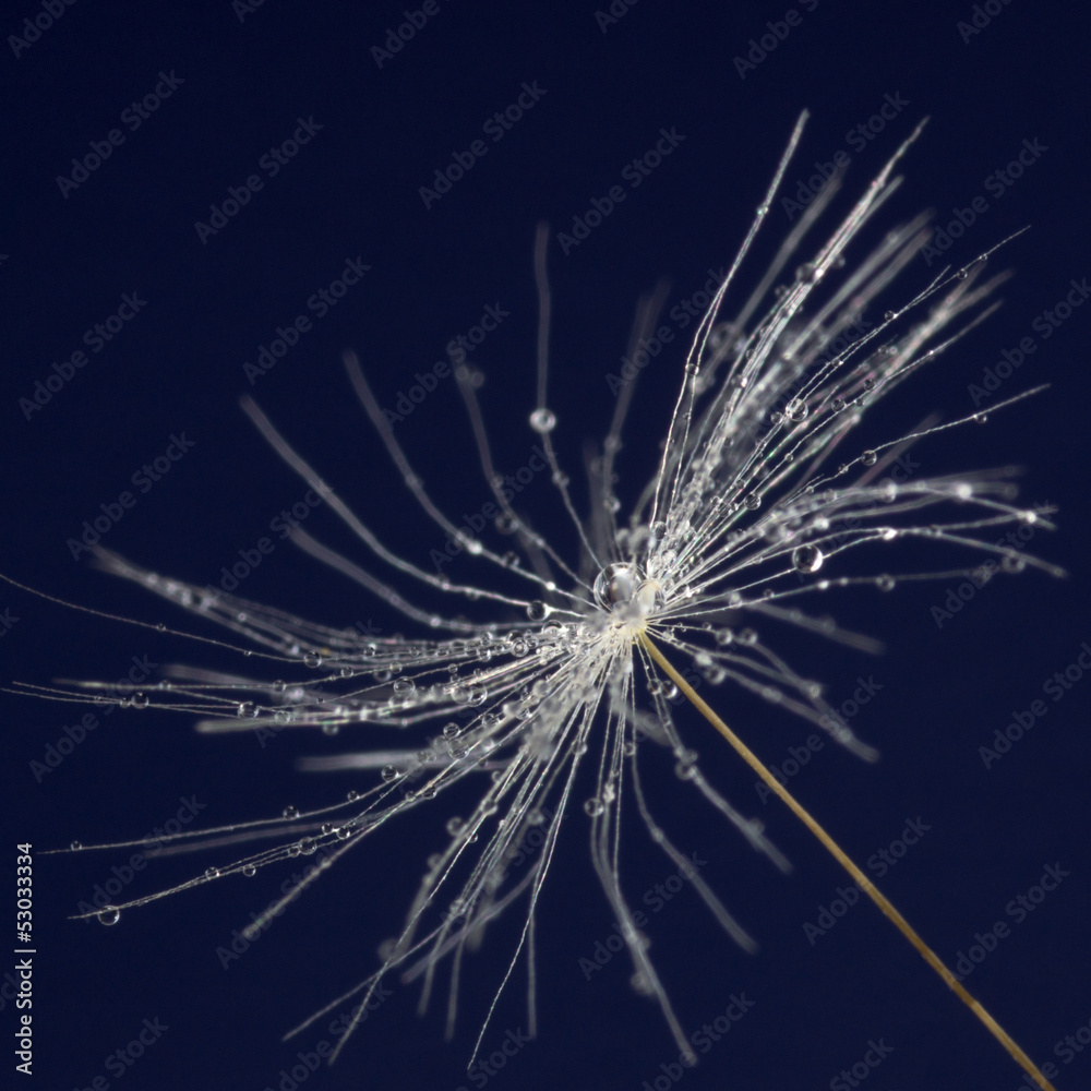 Obraz premium single dandelion seed with drops