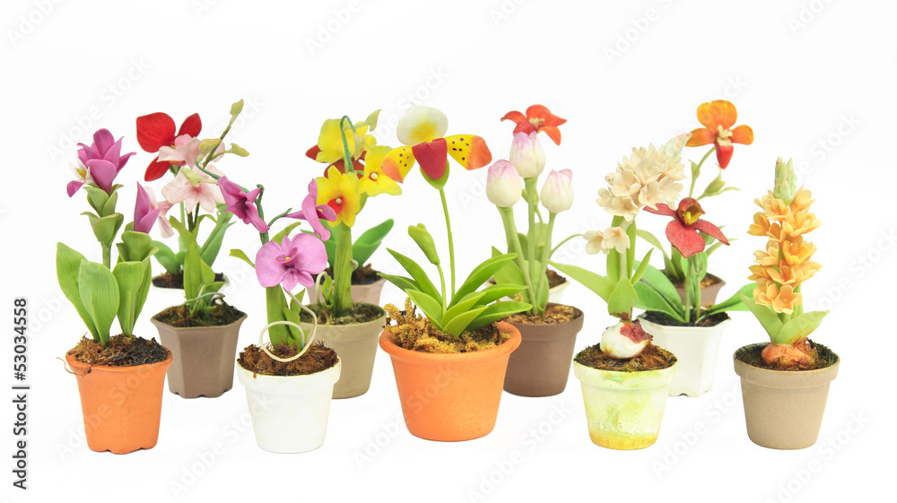 various flower in flowerpot on white