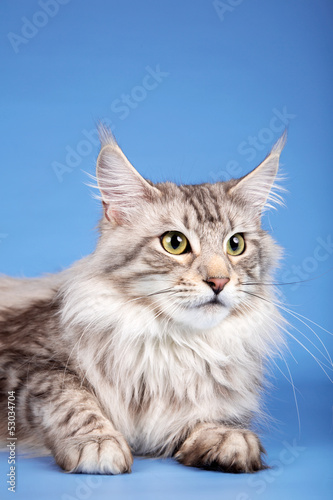 A portrait of maine coon cat on blue background