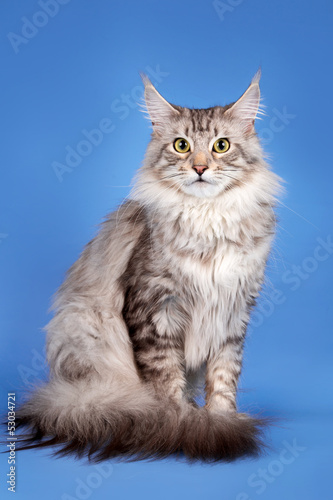 A portrait of maine coon cat on blue background