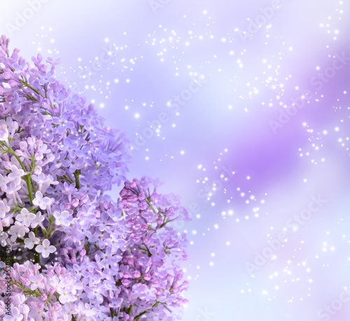 Lilac blossom