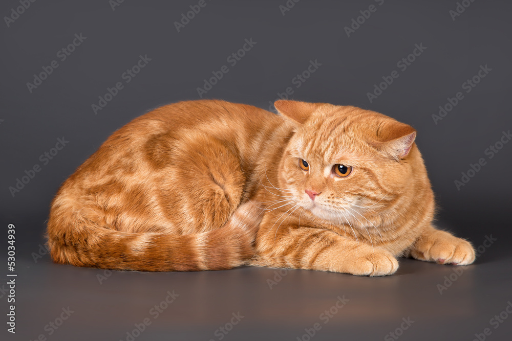 A portrait of scottish straight cat on grey background A portrait of scottish straight cat on grey background