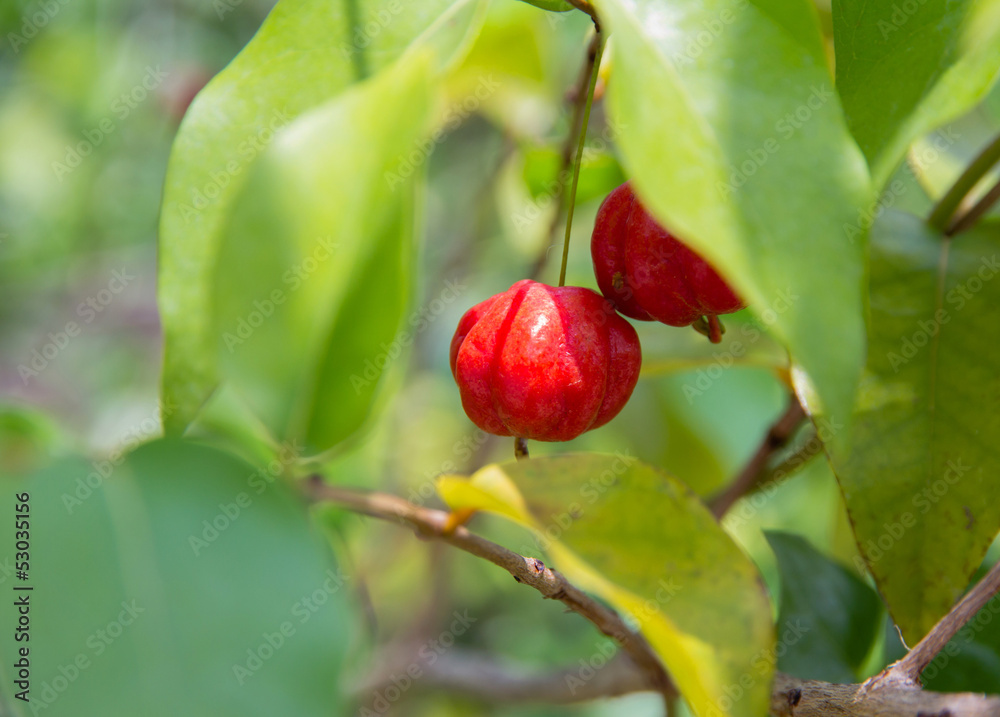 Red star gooseberry fruit