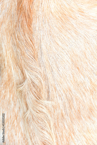 close up of boer goat wool background