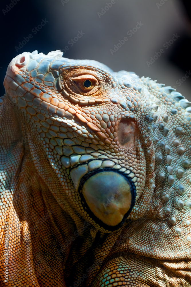 Fototapeta premium Giant green iguana