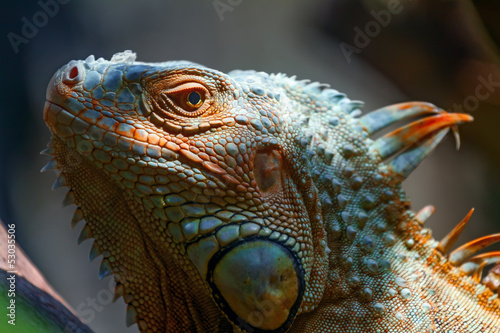 Iguana  silhouette  head