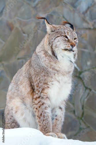 wild lynx © sergeytimofeev