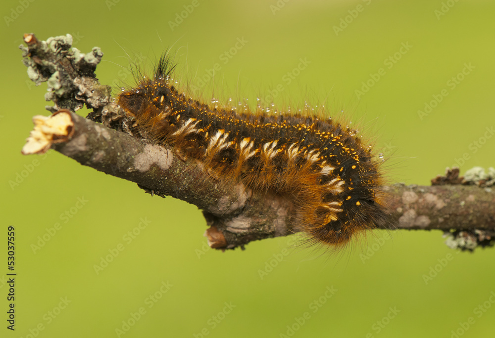Euthrix potatoria Euthrix potatoria