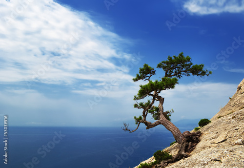 Lonely pine