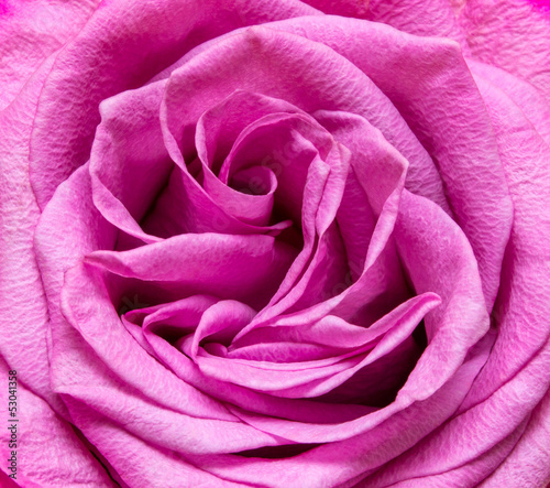 Close up of rose flower