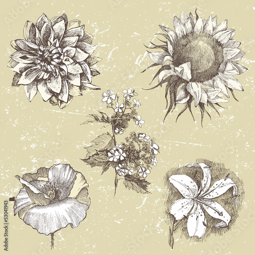 Fototapeta Naklejka Na Ścianę i Meble -  hand drawn flowers