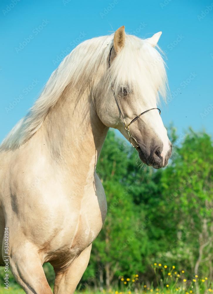 Obraz premium portrait of palomino welsh pony in motion