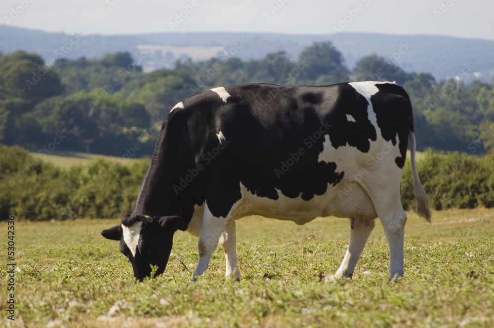 Healthy cattle livestock, Idyllic Rural, UK. Healthy cattle livestock, Idyllic Rural, UK.