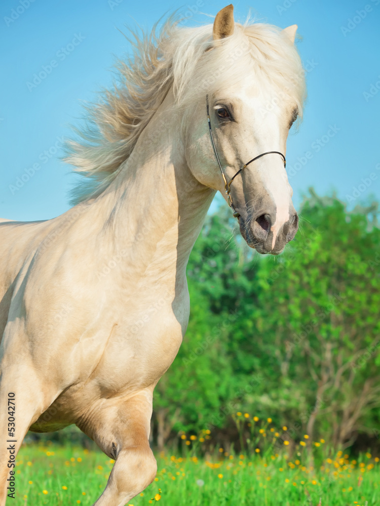 palomino welsh pony  in motion in blossom field