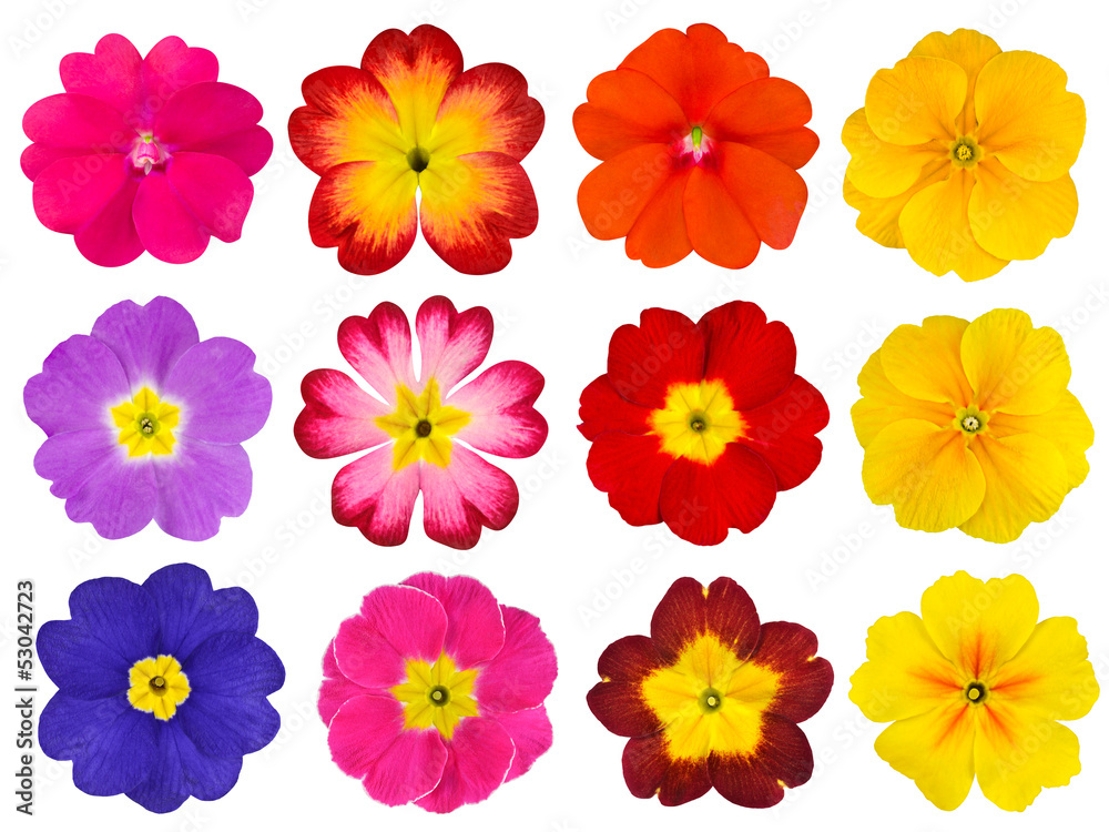 Collection of Colorful Primroses Isolated on White