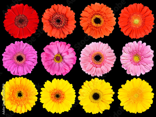 Collection of Fresh Gerbera Flowers Isolated on Black © tr3gi