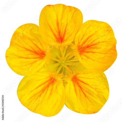 Yellow nasturtium flower Isolated on White