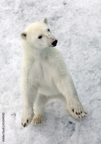 Polar bear in natural environment