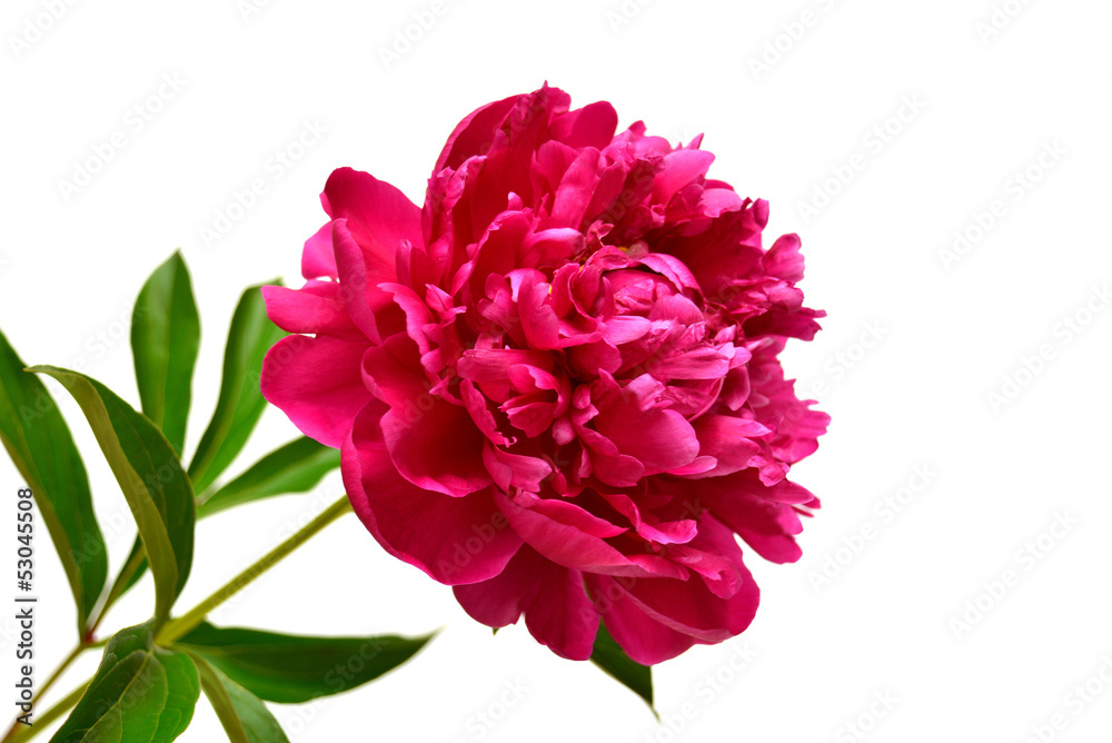 Pink peony