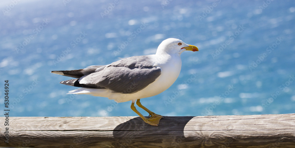 Fototapeta premium sea gull standing on rail